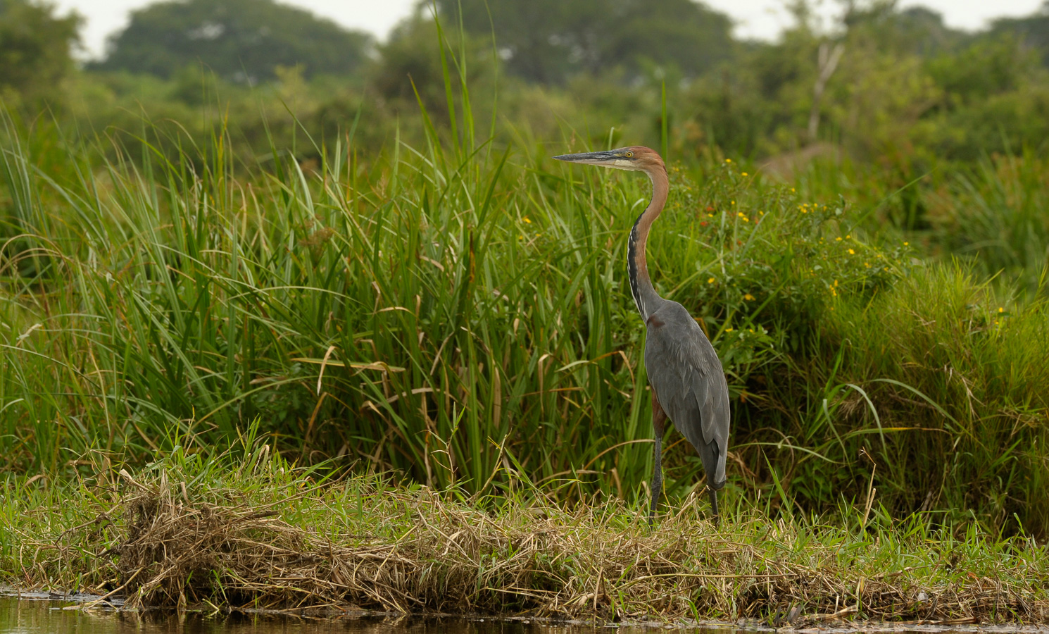 Ardea goliath [400 mm, 1/400 sec at f / 11, ISO 800]